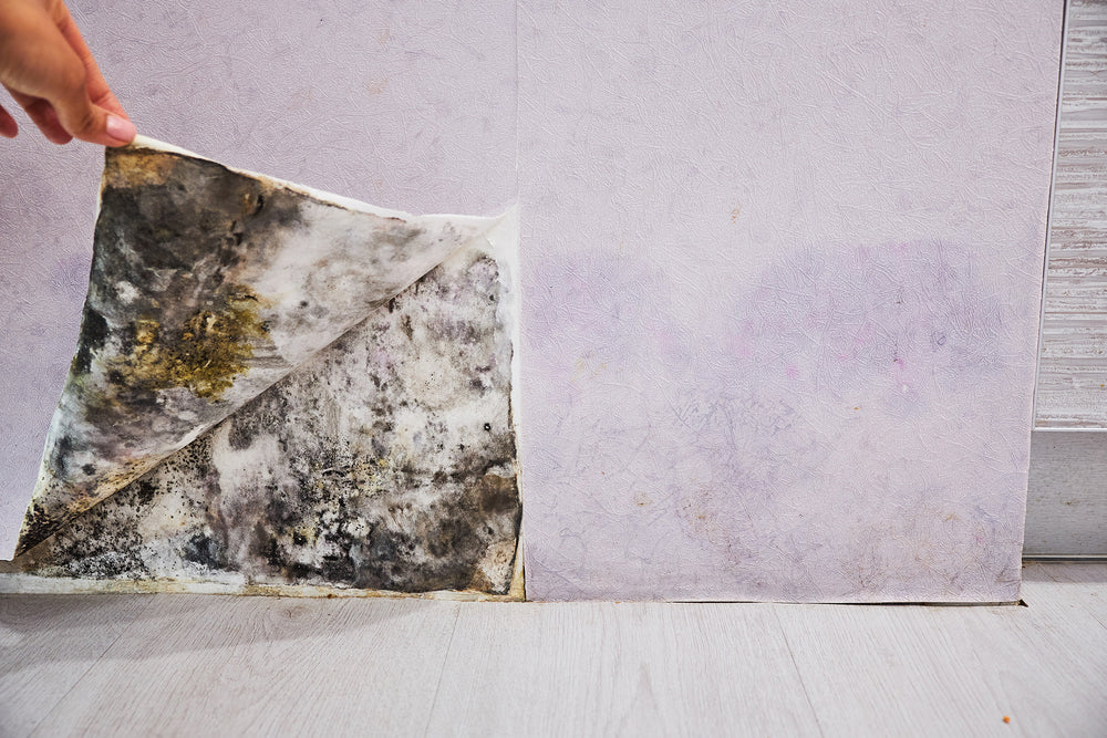 Home Maintenance & Renovations That Help Prevent Mold and Mildew